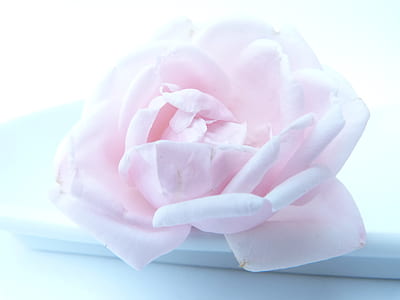 pink rose on white dish