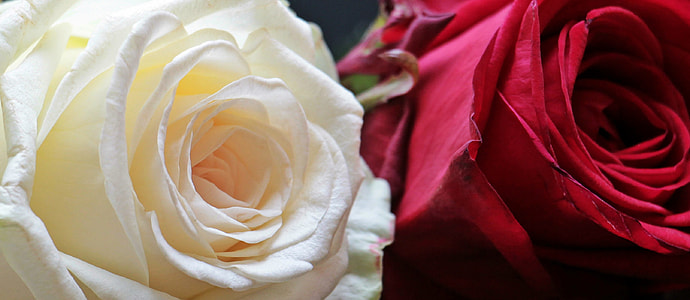 closeup photo of two white and red Rose flowers