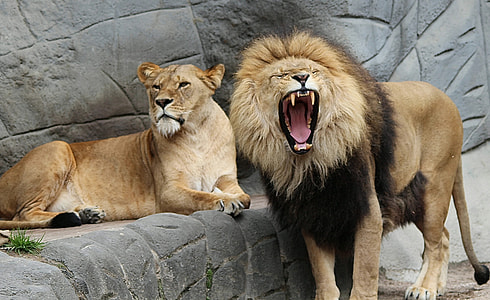 lion roaring beside lioness