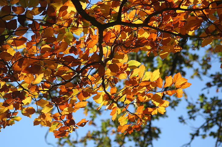 orange leaves close-up photo