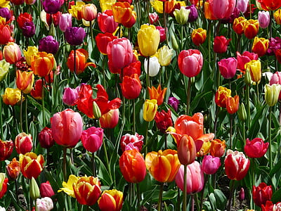 assorted-color tulip flower field
