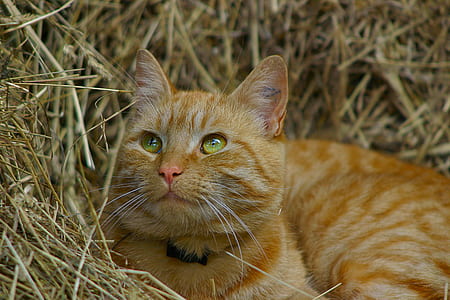 orange tabby cat lying on hay