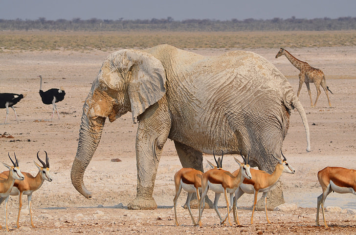 gray elephant surrounded by deer, giraffe, and ostrich during daytime