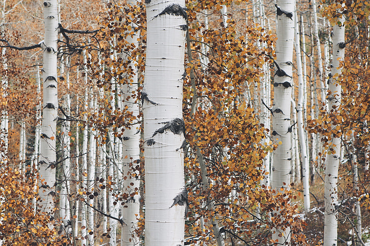 white tree trunks with brown leaves