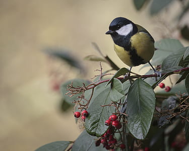 selective focus photography of black and yellow bird perching on green leaf plant