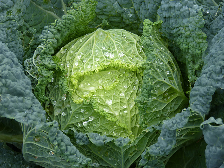 close-up photography of green Chinese cabbage
