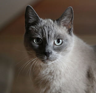 selective focus photography of short-furred grey cat