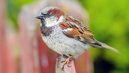 sparrow, bird, picket fence