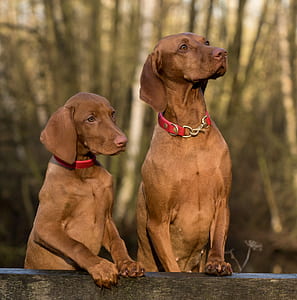 photo of two Viszla dogs
