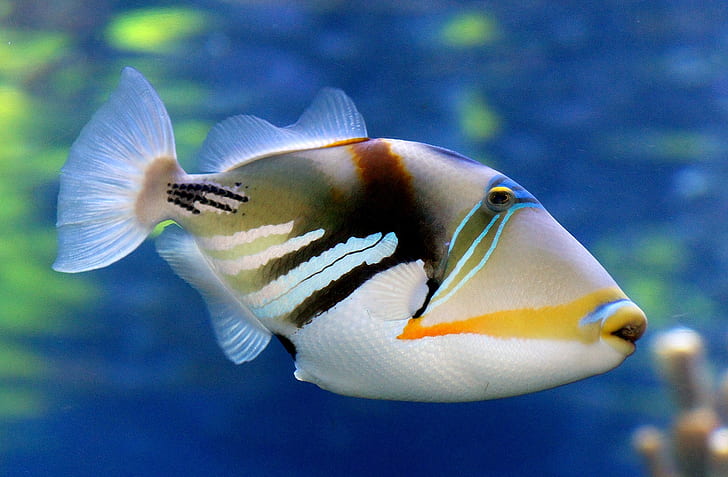 shallow focus photography white, yellow, and gray fish