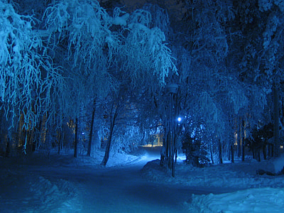 green, brown, trees, winter, night, blue