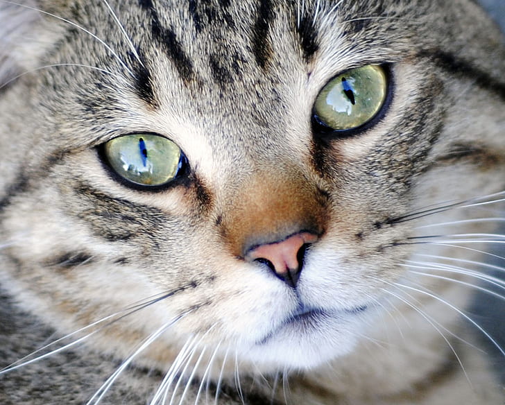 close up photography of silver Tabby cat