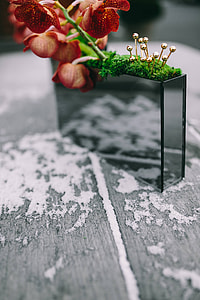 Miniature ornamental plants in rectangular boxes