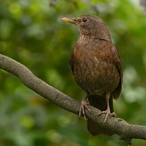 brown bird on tree