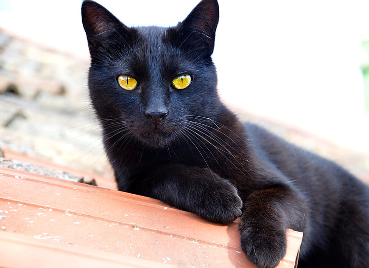 yellow-eyed black cat