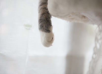 White and Gray Cat Paw