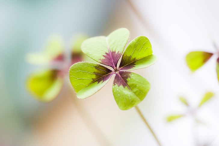 selective focus of green and purple leaf 4-petaled leaf