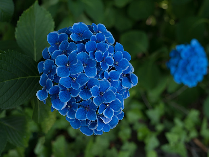 shallow focus on blue flowers