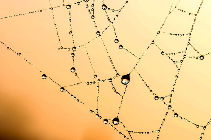 close photography of body of water on spider web