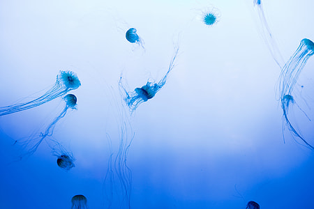 low angle photography of jellyfish