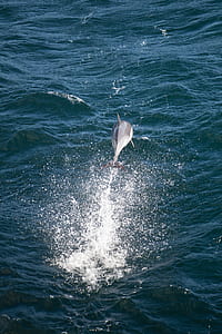diving gray dolphin