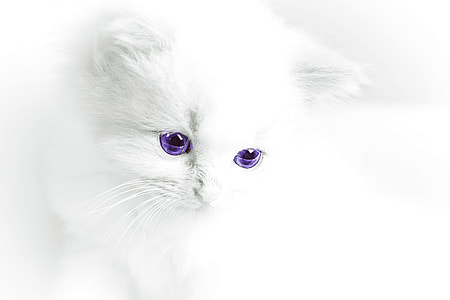 white car with purple eye