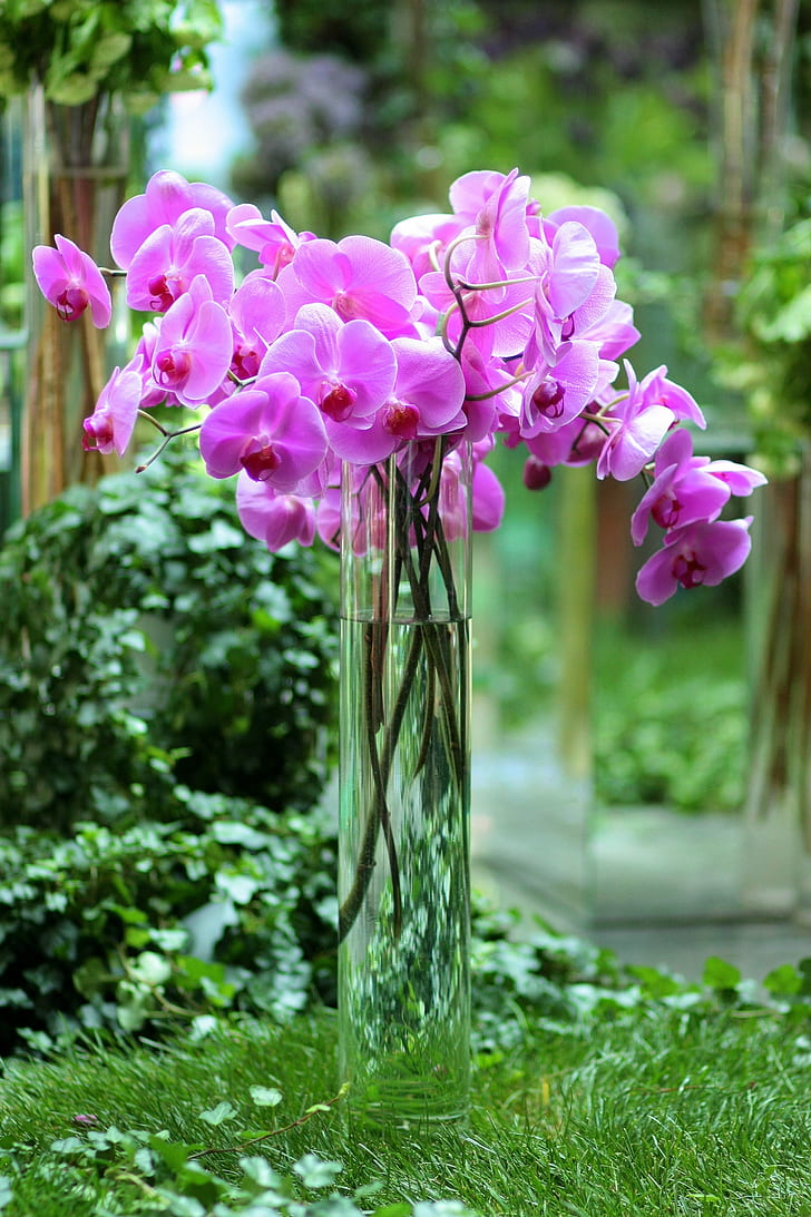 pink orchids on glass vase