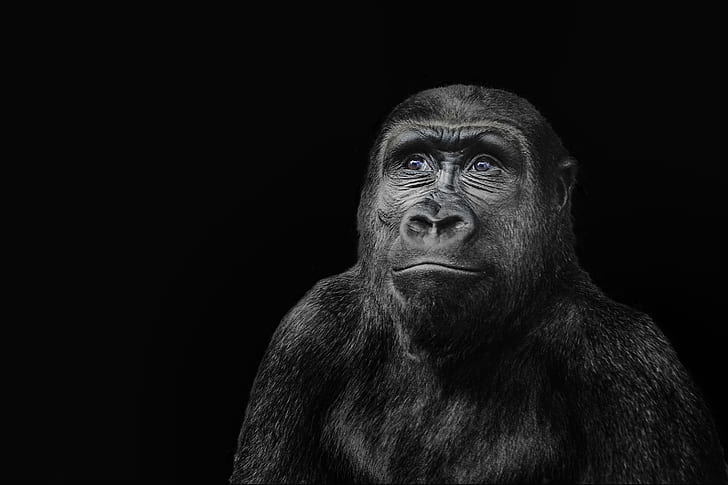 black ape with black backgroud