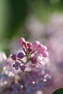 closeup photography of pink petaled flower bud