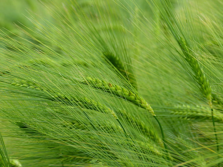 green wheath