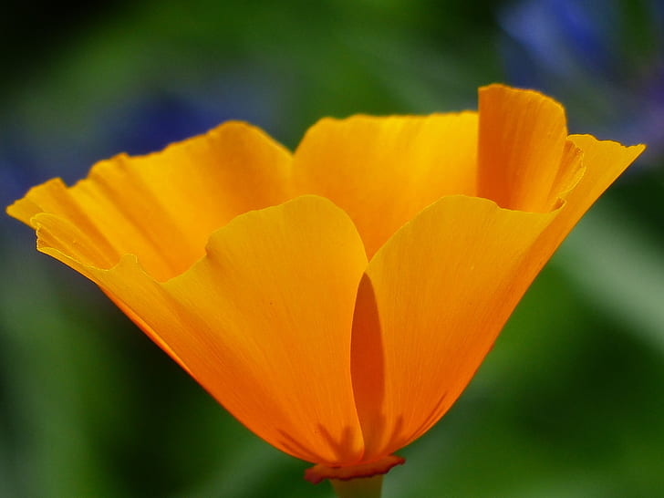 focused photo of yellow flower