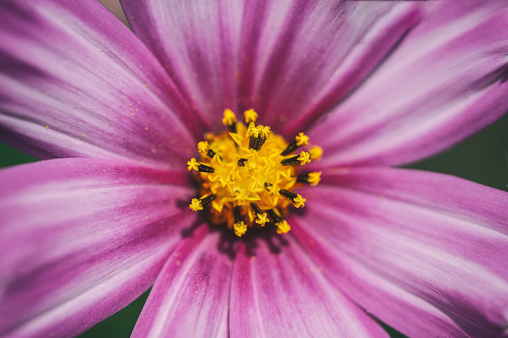 Close-up macro shot of a Cosmos flower, image captured with a Canon 6D DSLR