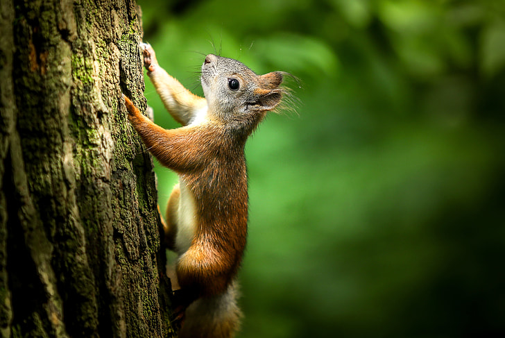brown squirrel climbing the tree