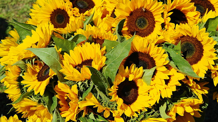 sunflowers during day timer