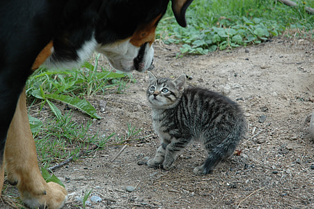 large short-coated black and tan dog facing with gray tabby cat during daytime