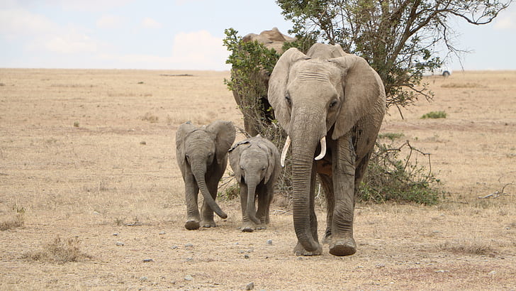 three brown elephant walking beside tree