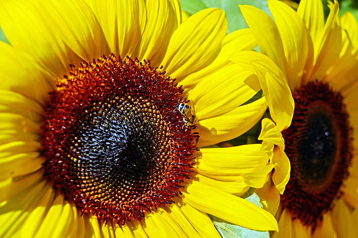 closeup photo of two sunflowers