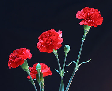 red carnation photo