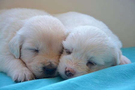 two cream Labrador retriever puppies lying on blue textile