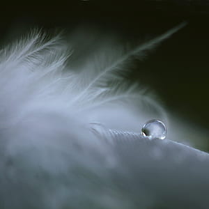 water droplet on white feather