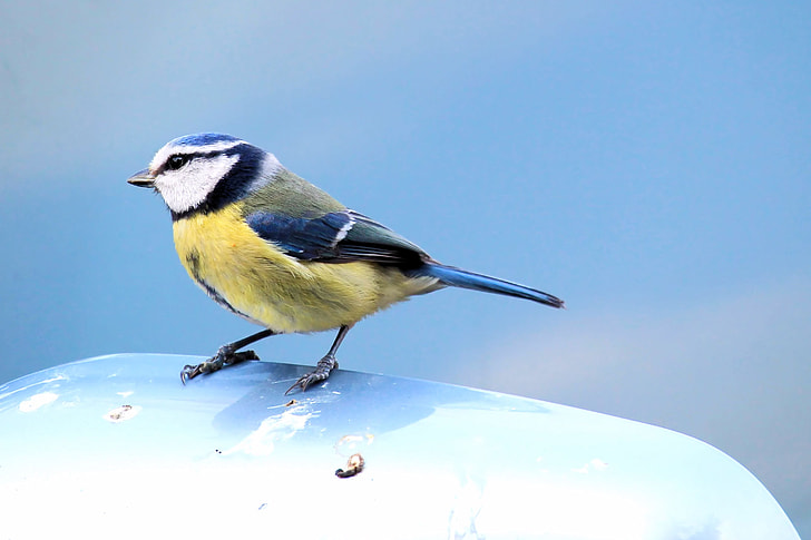 yellow, white, black, and blue bird on white surface