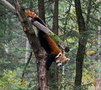 red panda hanging on tree