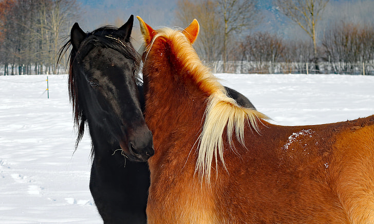 brown and black horses on snow field