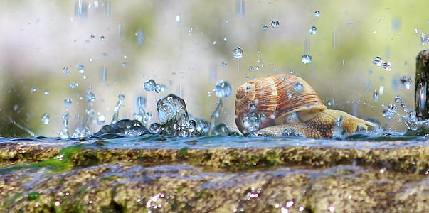 brown snail walking with rain droplets