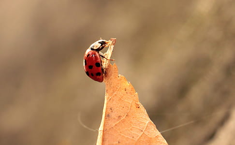 close up photo of red and black ladybug on dried leaf