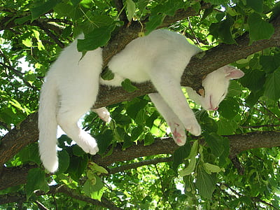 white cat on brown tree branch photo