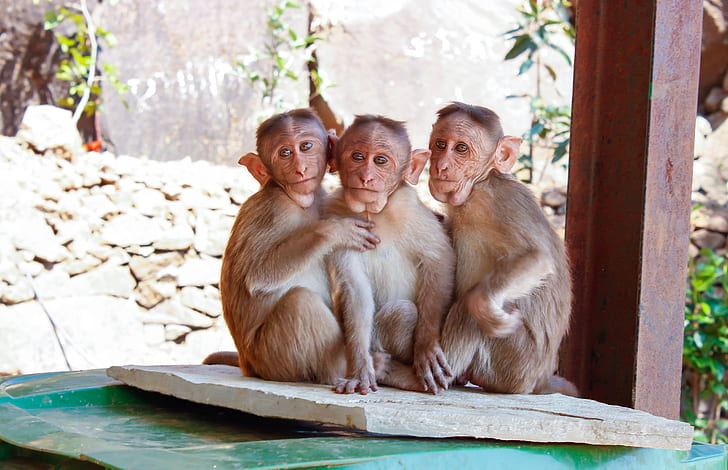 three monkeys sitting next to each others