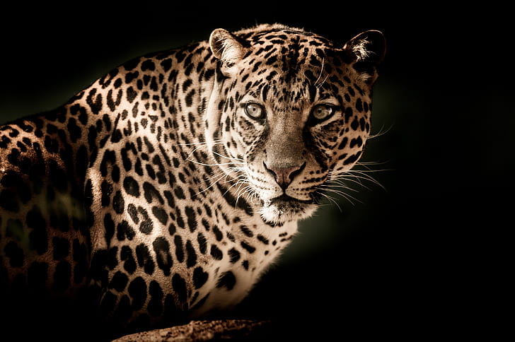 jaguar photo