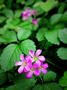 Macro Photography of Pink 5 Petal Flower