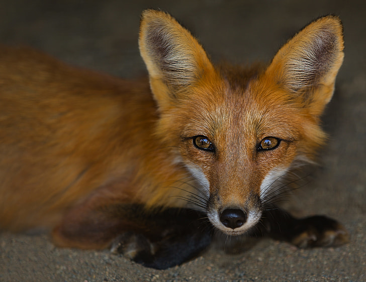 macro shot of fox